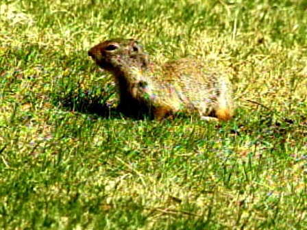 Exploding Squirrel Holes – NBC Chicago