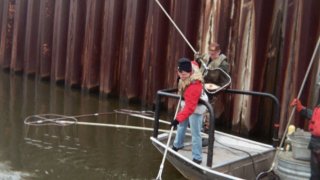 MQ_AsianCarp2