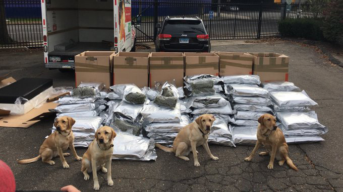 Marijuana Dogs