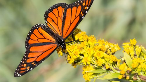 A Monarch Butterfly Migration Will Flutter Through Chicago Soon. When Will it Peak?