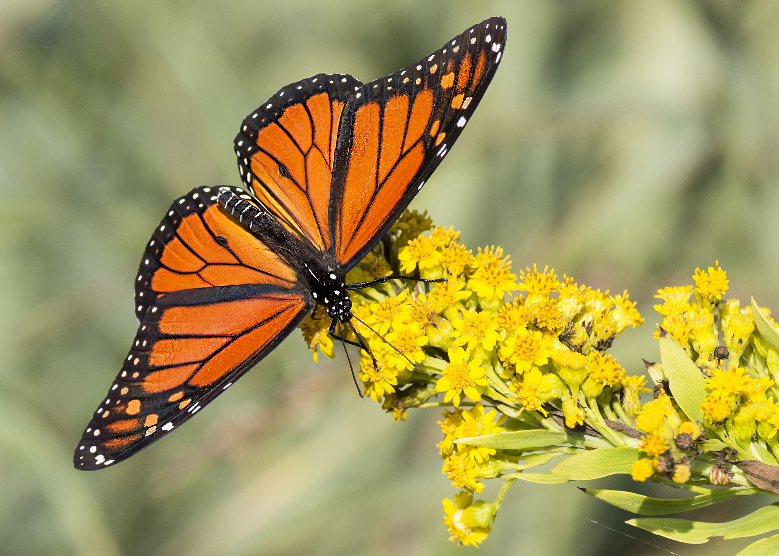 Illinois State Insect Monarch Butterfly Now Listed as Endangered