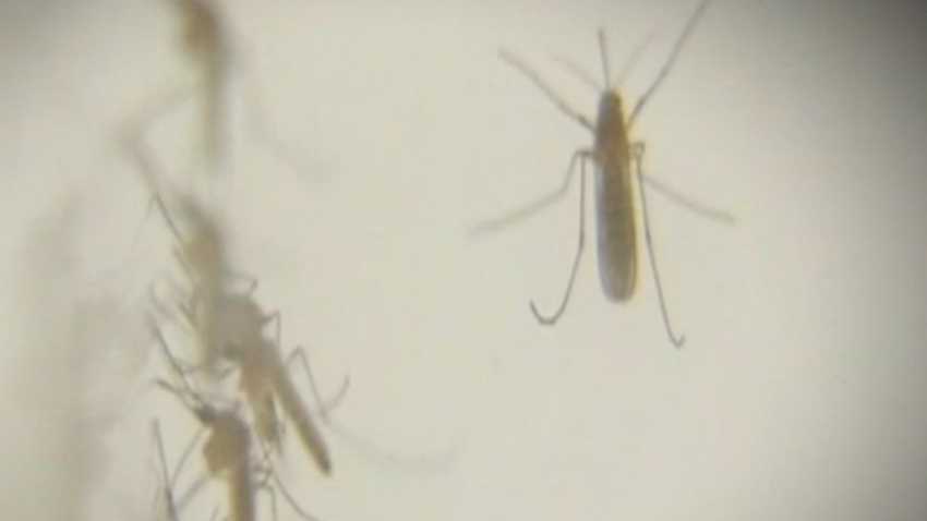 Mosquitoes 8-24