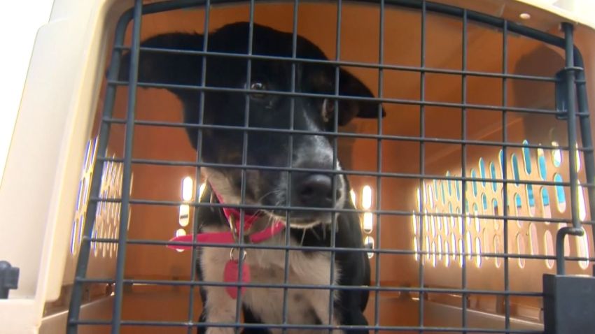 NC_petrescue0909_1920x1080