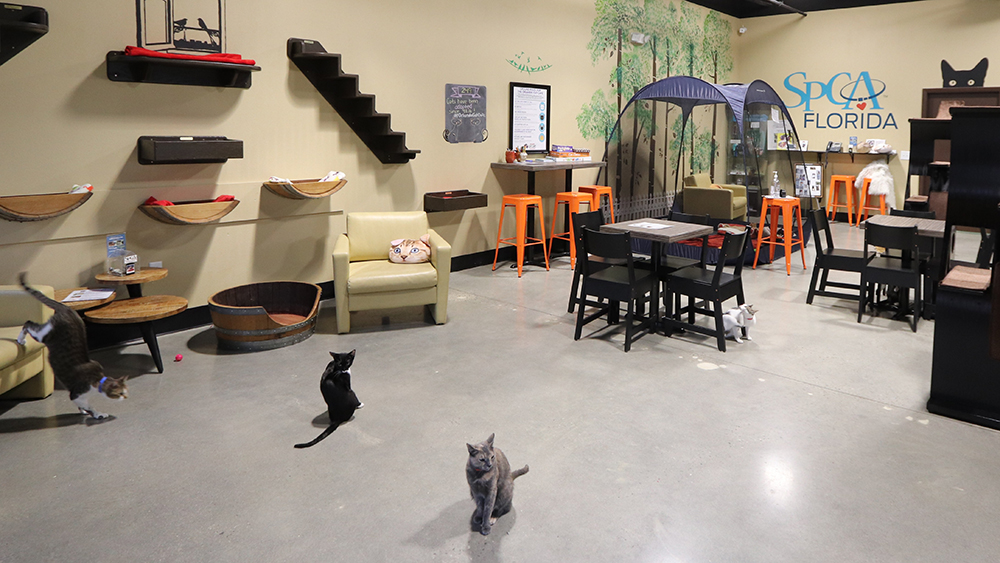 Cat Cafes New Purrfect Paradises For At Risk Shelter Cats Nbc Chicago