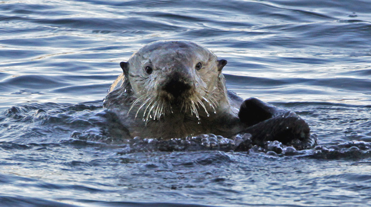 Minnesota Woman Attacked by Otter – NBC Chicago
