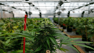 Se activa la Industria del Cannabis en busca de empleados