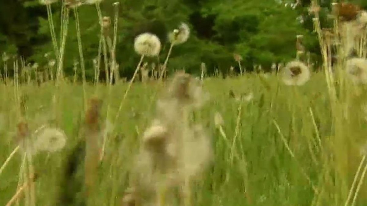 Allergy season is here. Here are natural remedies an allergist says actually work