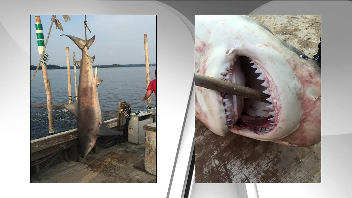 8Foot Bull Shark Fished Out of Potomac River NBC Chicago