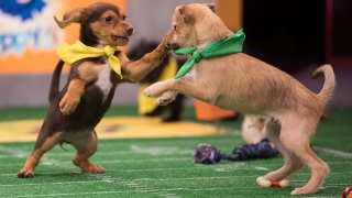 PUPPY BOWL XIV