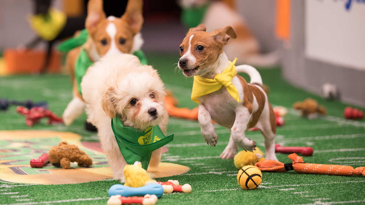2 Chicago Pups to Be Featured in Sunday’s ‘Puppy Bowl’ NBC Chicago