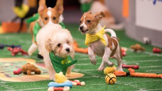 PUPPY BOWL XIV