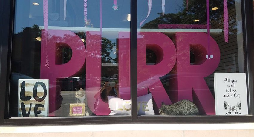 Cat Caf s New Purrfect Paradises for At Risk Shelter Cats Cat Caf s New Purrfect Paradises for At Risk Shelter Cats