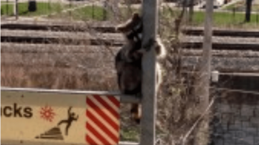 Raccoon CTA 5-4