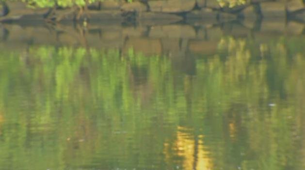 Here Are Waterfalls and Greenery Near Chicago to Explore This Summer - Vimarsana News