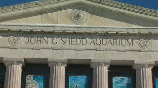 SHEDD AQUARIUM FREE DAYS - 00000000_35172246