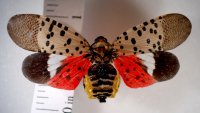 Spotted lanternfly detected, identified in Illinois