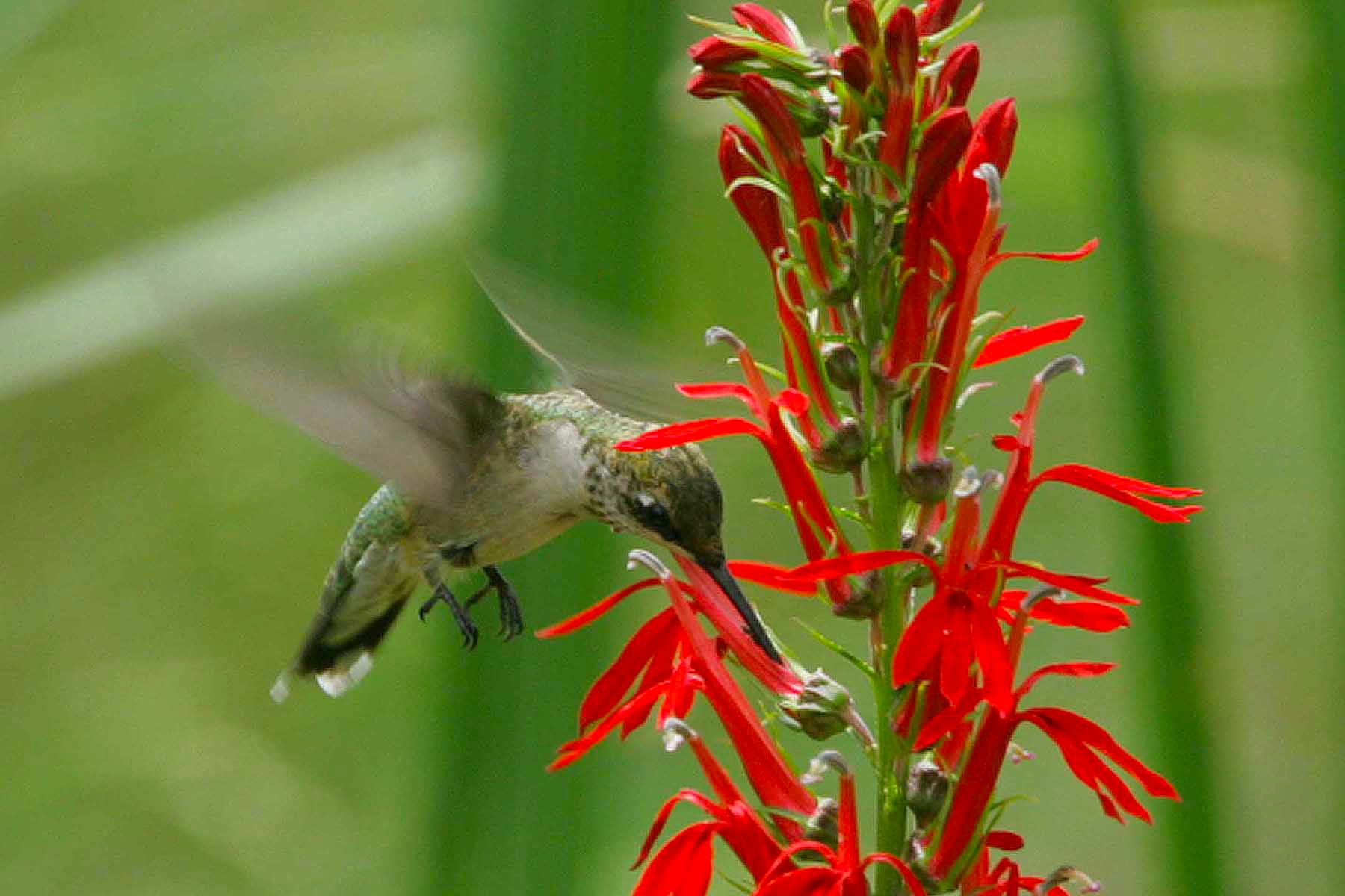 Here's When Hummingbirds Are Expected to Finish Their Migration Through Illinois
