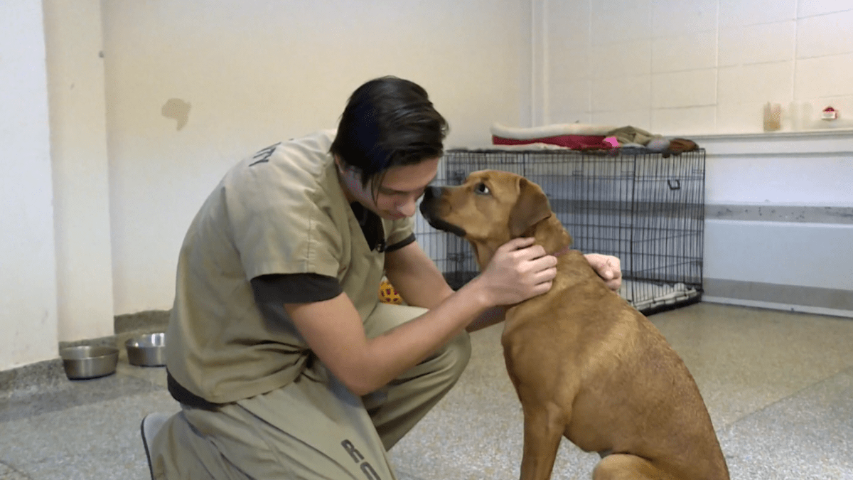 Wisconsin Inmates Are Being Paired With ‘Unadoptable Dogs’ NBC Chicago