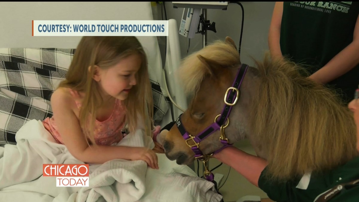 Miniature Therapy Horses Bring Joy to Children in Hospitals NBC Chicago