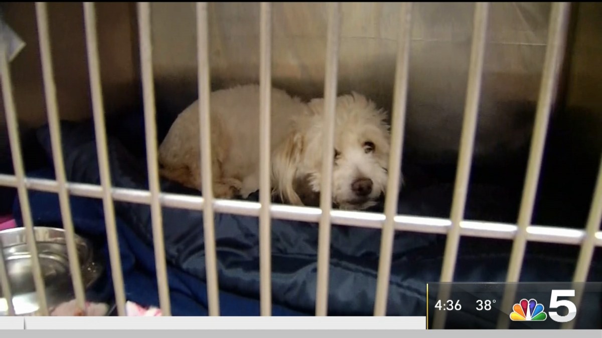 Animal Shelter Elston Ave Chicago
