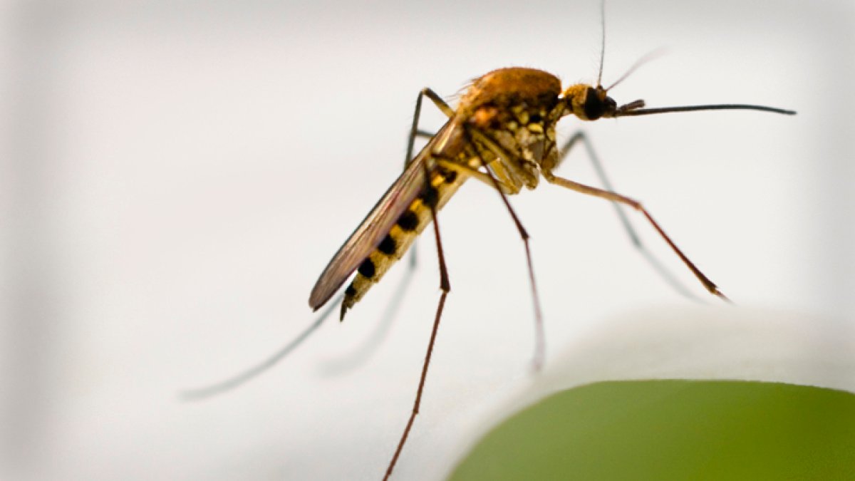 Illinois’ 1st 2024 human West Nile virus case reported in Cook County