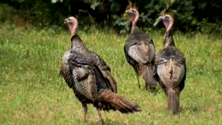 Wild-Turkey-Hainesport-Township-NJ-2