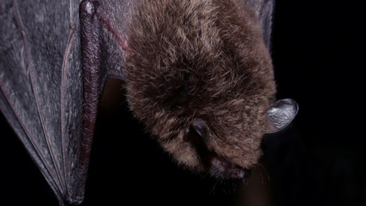 2 people exposed to rabid bat in Cary – NBC Chicago