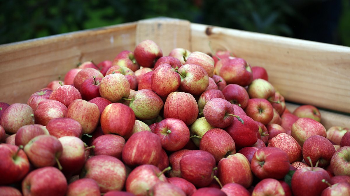 Farm famed for apple and pumpkin picking opens for fall season this weekend