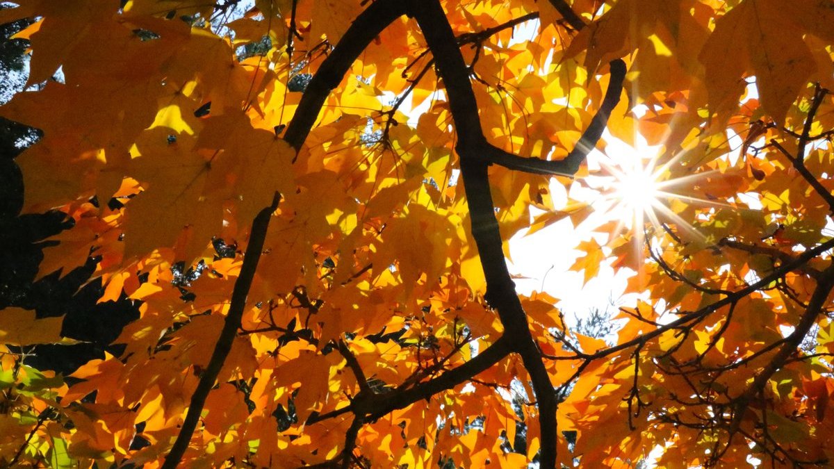 Peak Fall Colors Are Dawning in the Chicago Area, But They Won't Last Long – NBC Chicago - Vimarsana News