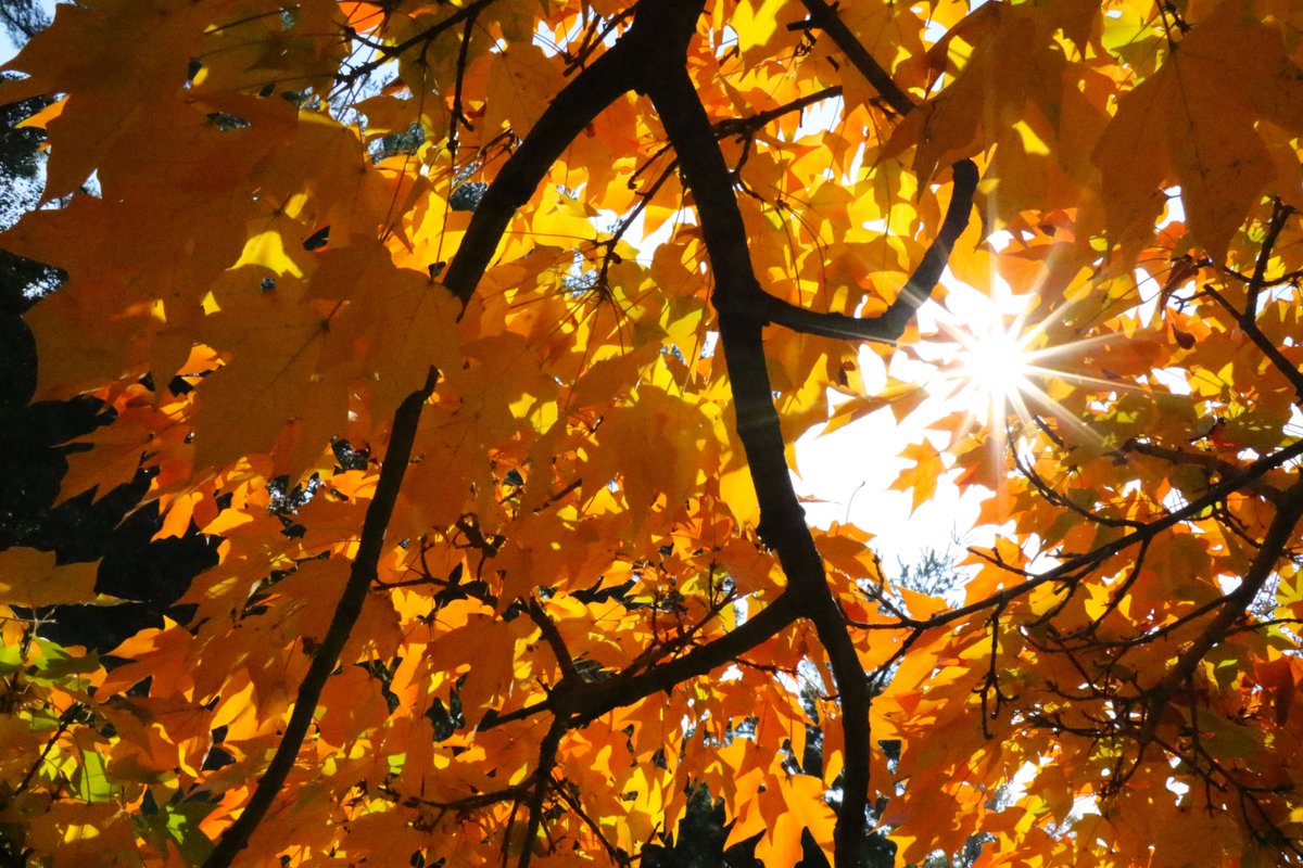 Peak Fall Colors Are Dawning in the Chicago Area, But They Won't Last Long