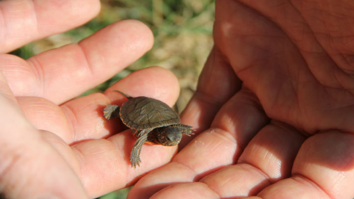 Baby Turtles Released Into DuPage Forest Preserve – NBC Chicago