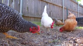 backyard chickens1