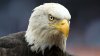 Bald eagle found in northwest suburbs may have died from bird flu, expert says