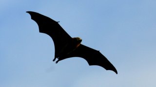 bat-flying