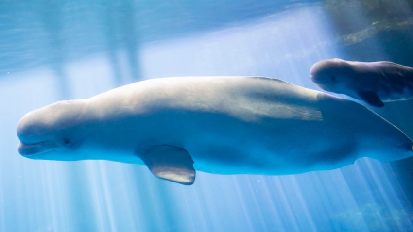 Help Name The Shedd Aquarium S Baby Beluga Whale Nbc Chicago Baby Beluga Whale Nbc Chicago