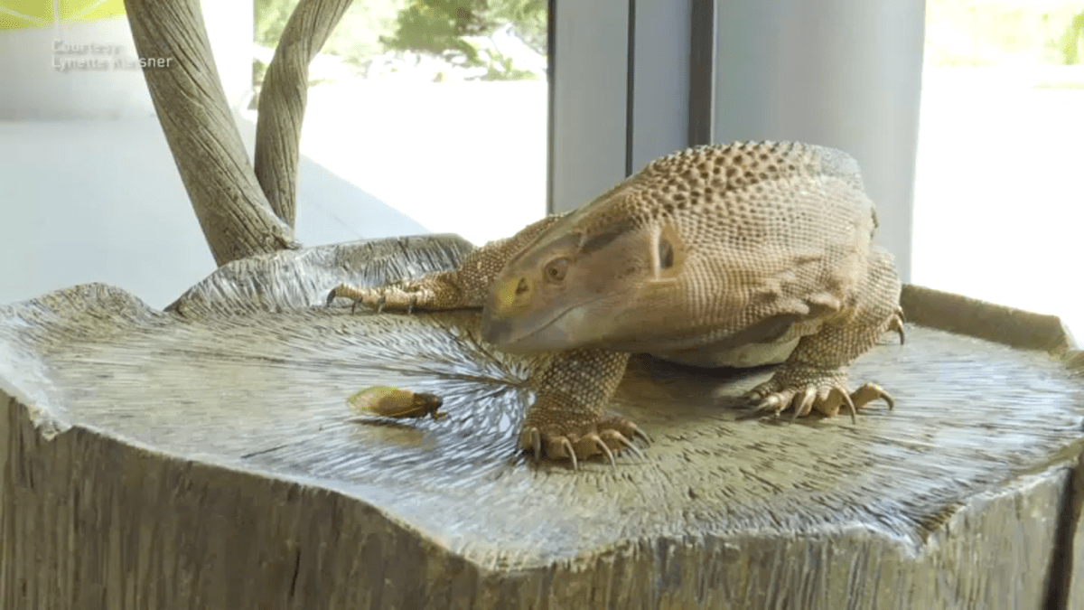 Cicadas Make A High Protein Snack For Brookfield Zoo Animals Nbc Chicago