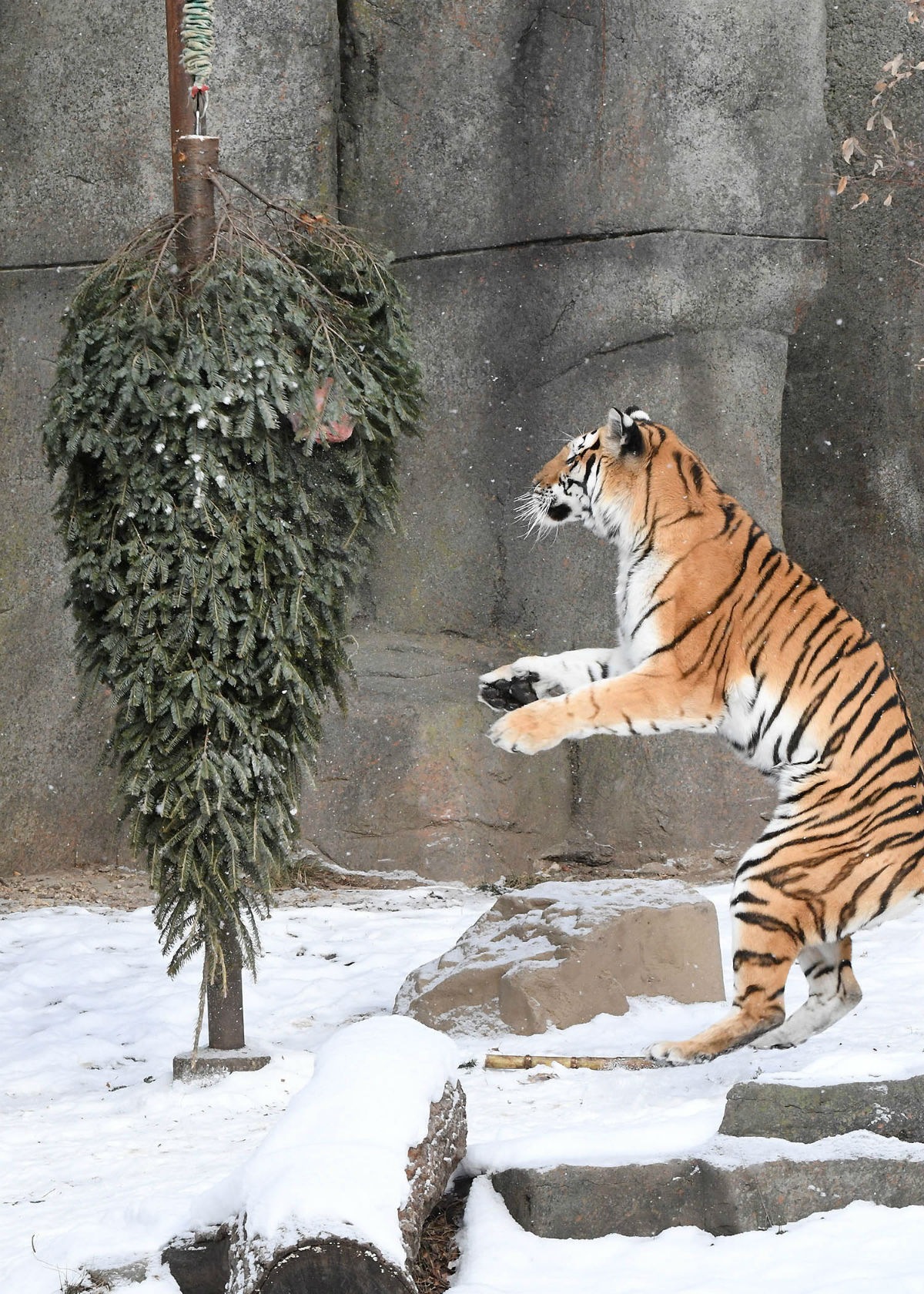 Photos Brookfield Zoo Animals Playfully Make The Best Of Frigid Temps Nbc Chicago