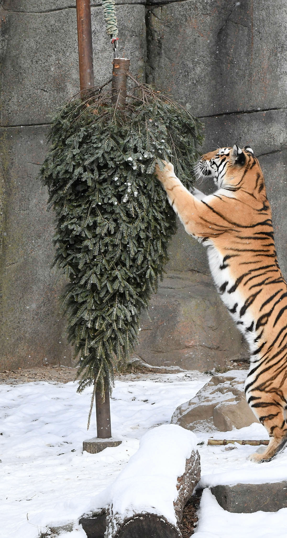 Photos Brookfield Zoo Animals Playfully Make The Best Of Frigid Temps Nbc Chicago