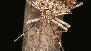 brown marmorated stink bug penn state entomology