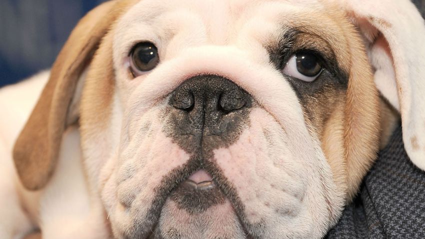bulldog puppy