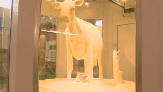 butter cow 2