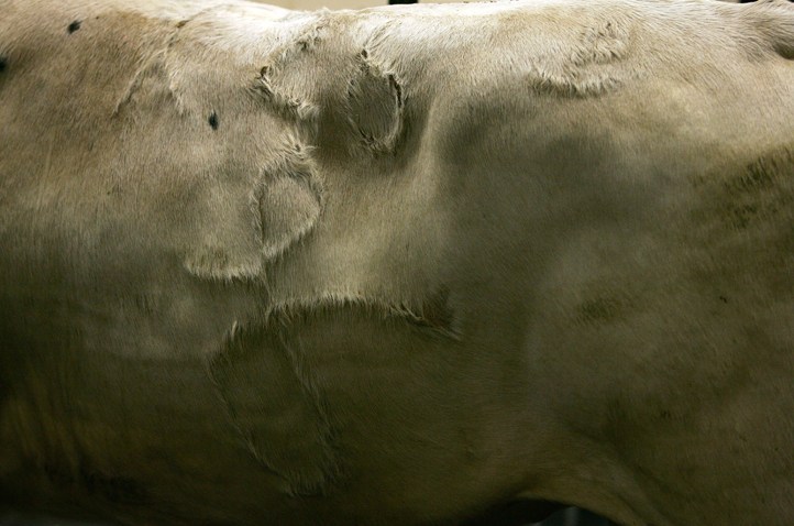 cattlebranding