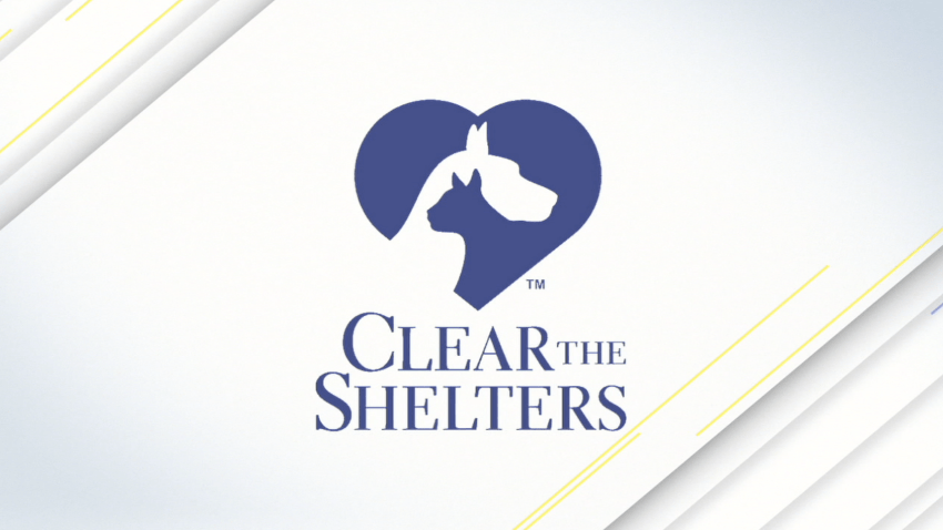 clear the shelters