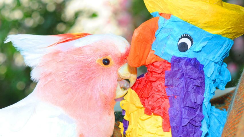 cookie cockatoo