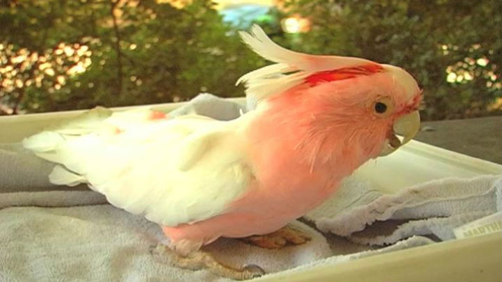 Brookfield S Cookie The Cockatoo Turns 79 Saturday Nbc Chicago