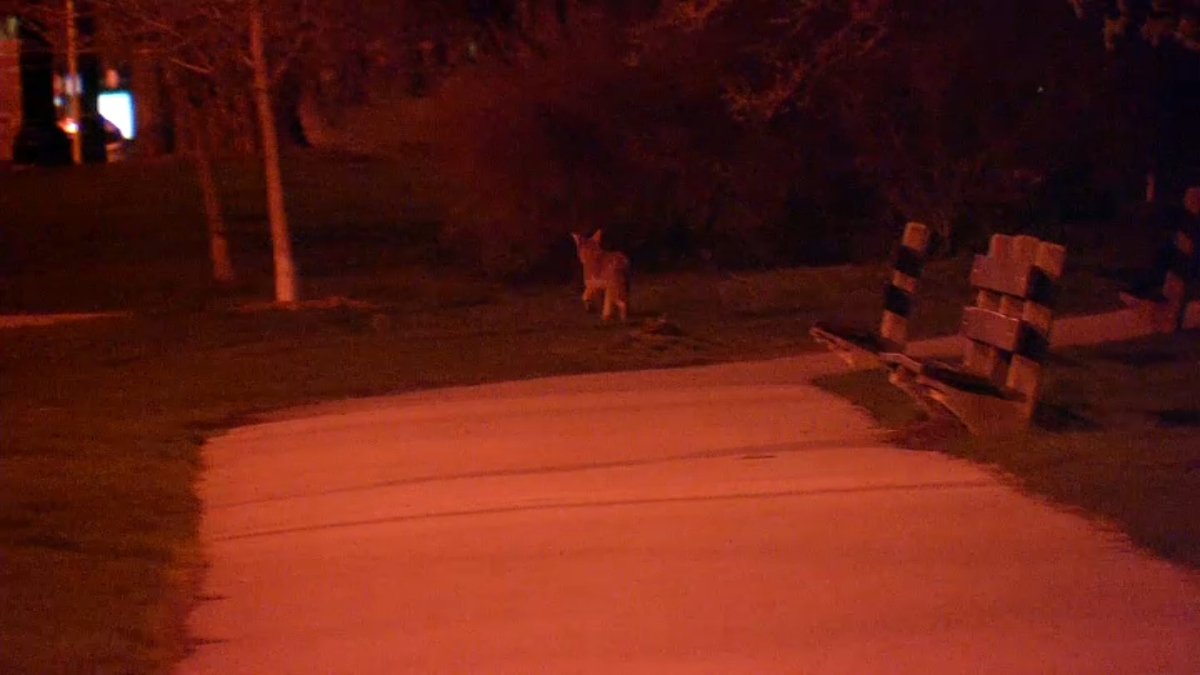 ‘I Thought it Was a Dog’: Coyote Caught on Camera in Lincoln Park – NBC