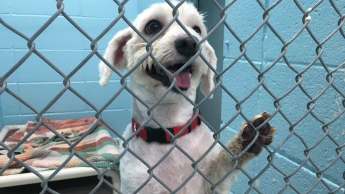 Clear The Shelters 2022 in Chicago – NBC Chicago Clear The Shelters 2022 in Chicago – NBC Chicago