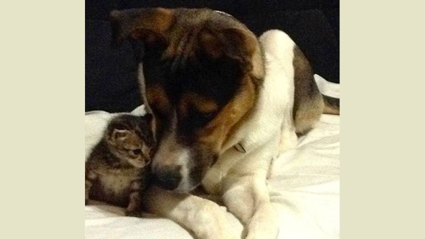 dog-cat-reunion