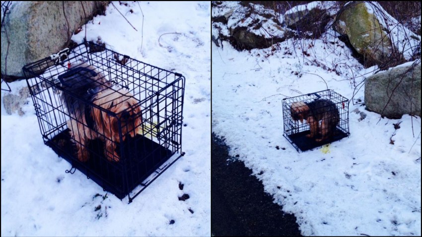 dog found in crate