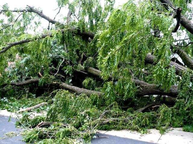 downed-tree